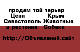 продам той терьер › Цена ­ 1 000 - Крым, Севастополь Животные и растения » Собаки   